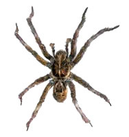 pr spider